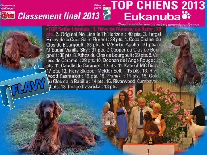 De L'anneau Du Kerry - TOP CHIENS