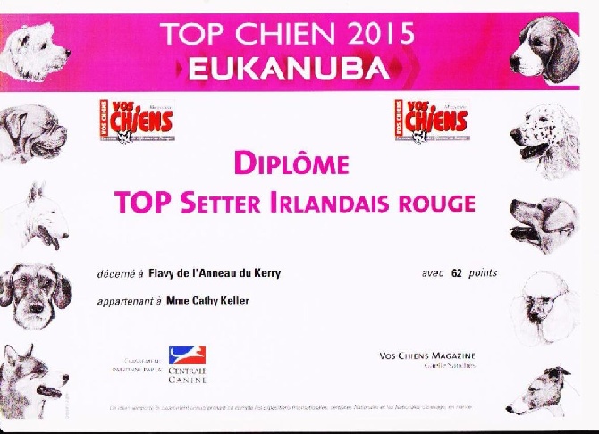 De L'anneau Du Kerry - TOP CHIEN