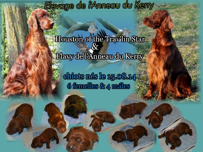 De L'anneau Du Kerry - LES BB