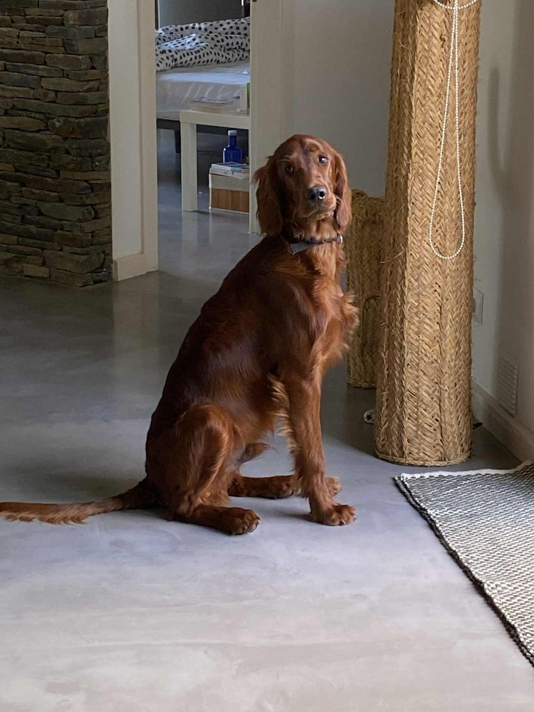 De L'anneau Du Kerry - VIDOCQ CHERCHE UNE NOUVELLE  FAMILLE