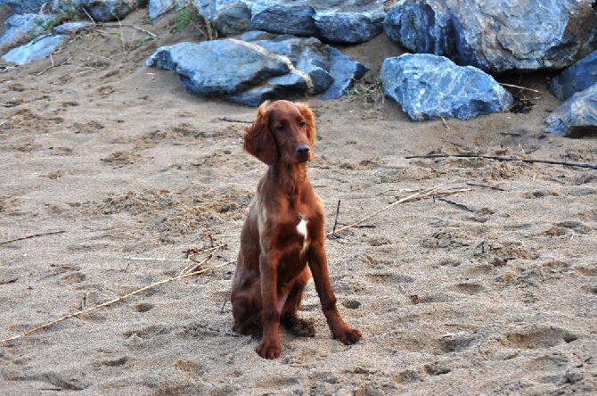 De L'anneau Du Kerry - JOEVA AMBER