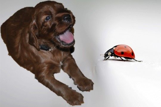 De L'anneau Du Kerry - LES CHIOTS A FLAVY