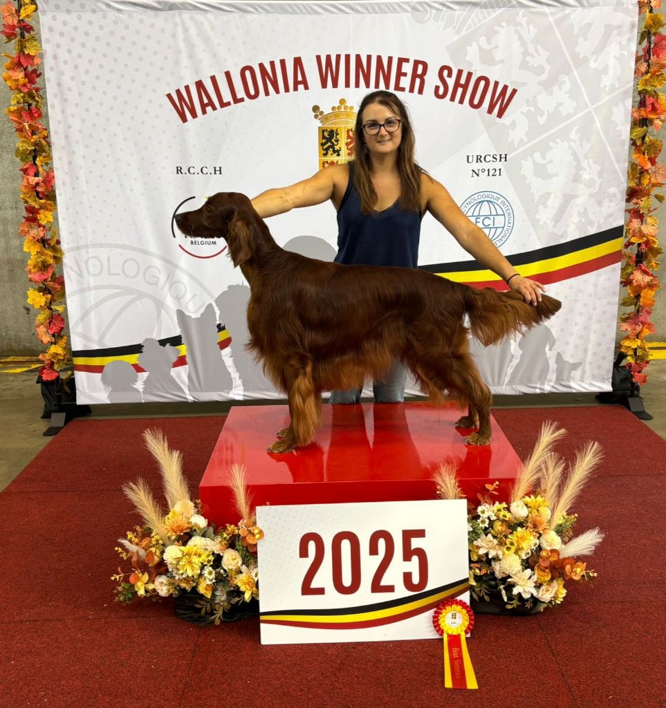 Dog Show Mons Belgium