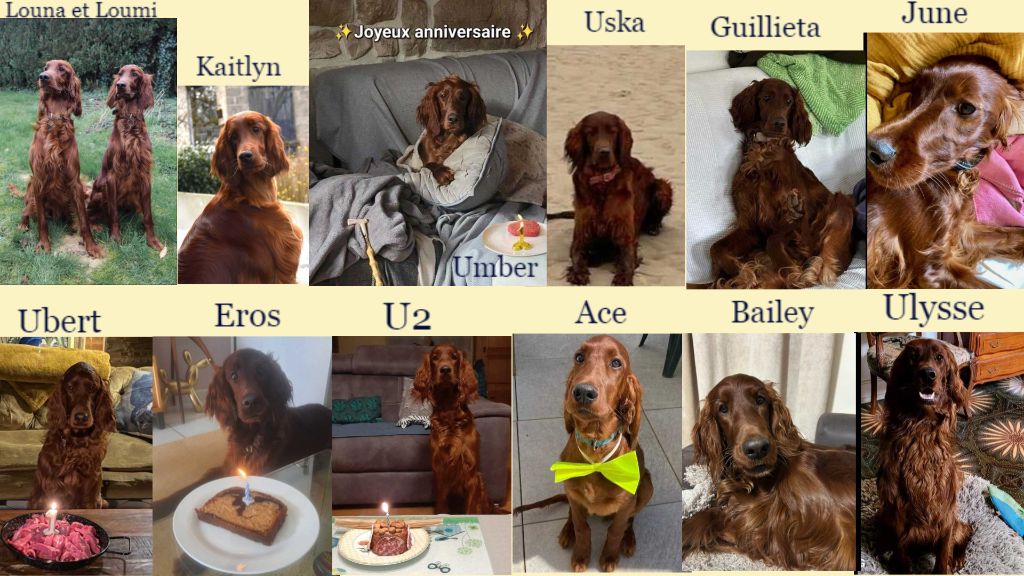 De L'anneau Du Kerry - HAPPY BIRTHDAY !