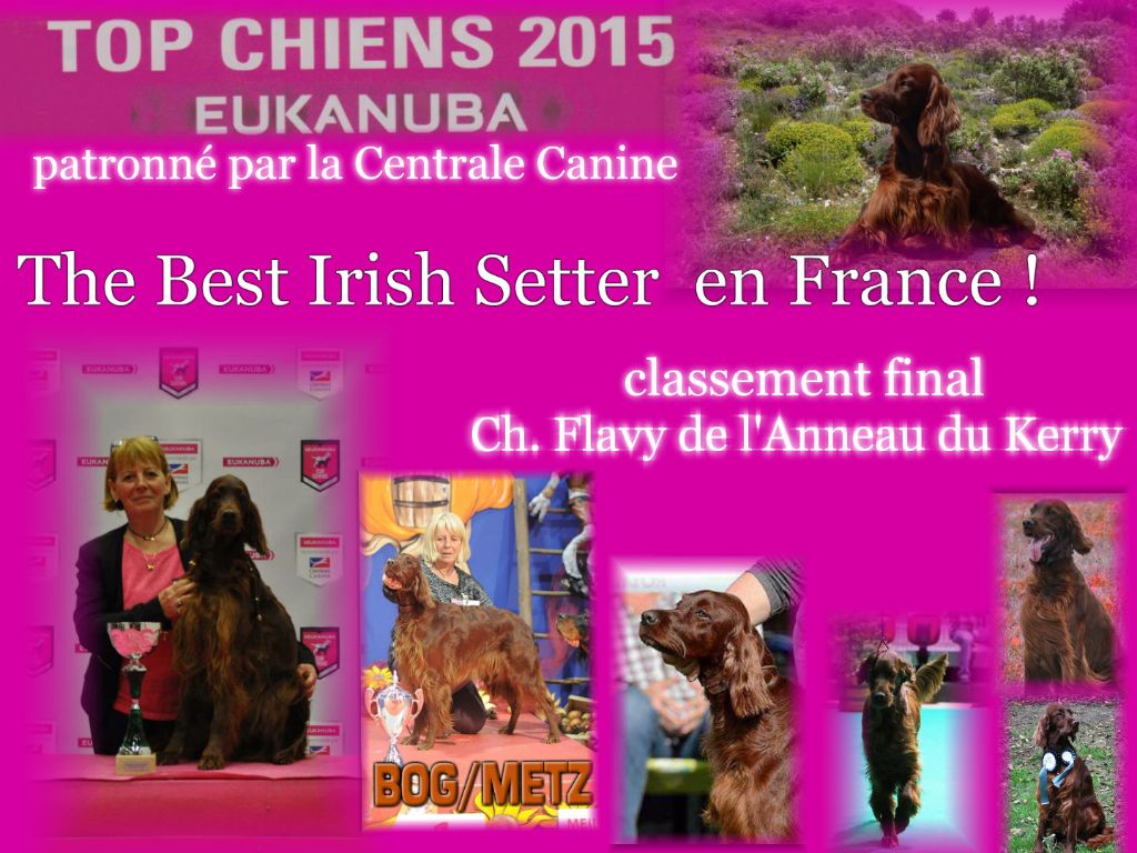 De L'anneau Du Kerry - TOP CHIENS 2015
