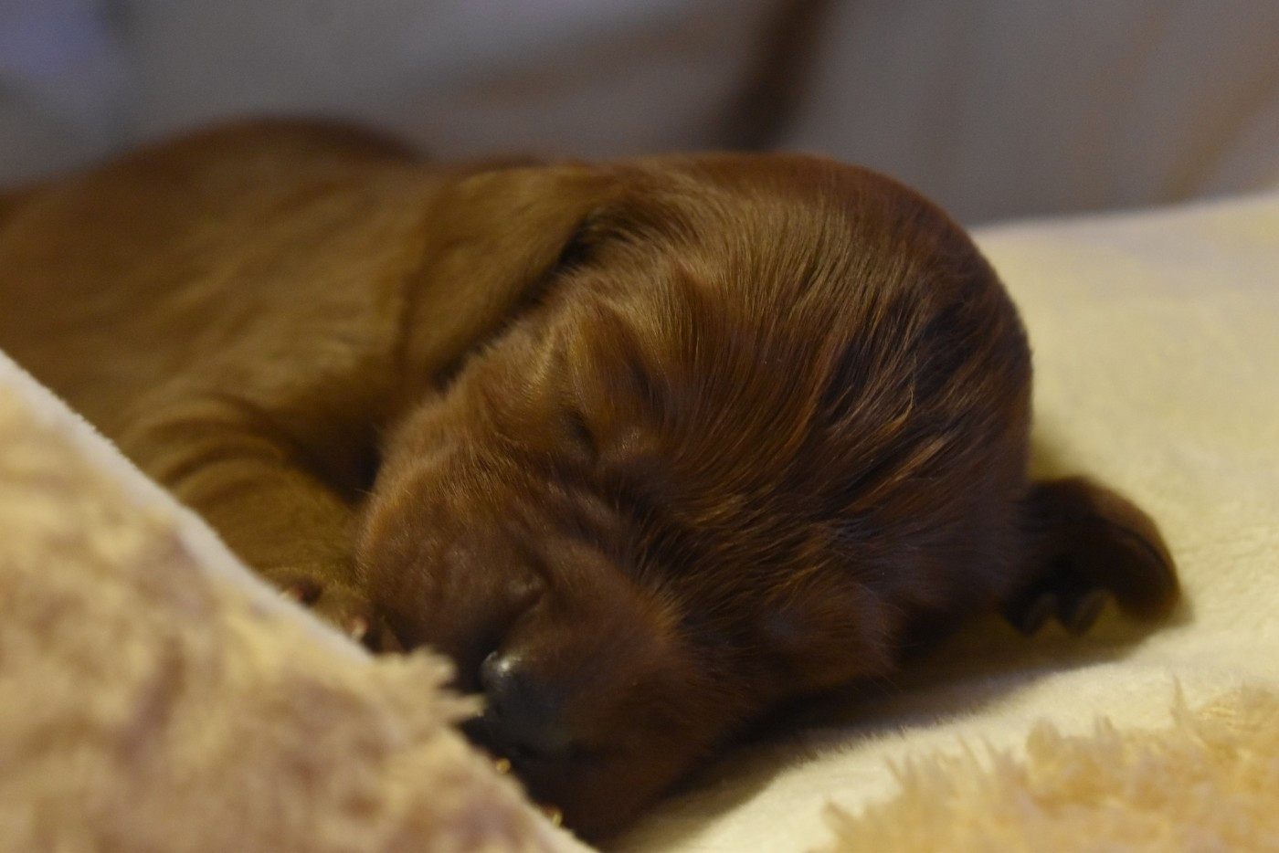 De L'anneau Du Kerry - Chiots disponibles - Setter irlandais rouge