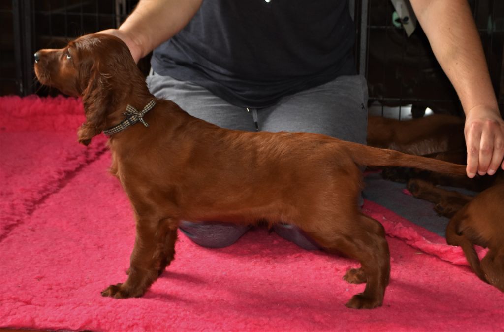 De L'anneau Du Kerry - Setter irlandais rouge - Portée née le 13/05/2021