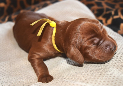 CHIOT 2