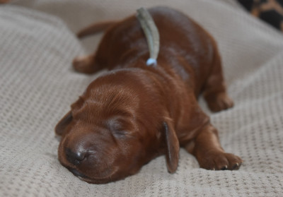 CHIOT 3