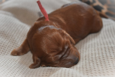 CHIOT 4