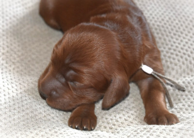 CHIOT 5