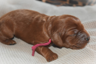 CHIOT 6