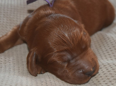 CHIOT 7