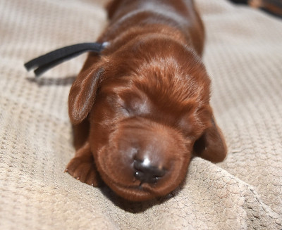 CHIOT 8