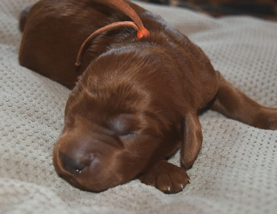 CHIOT 9