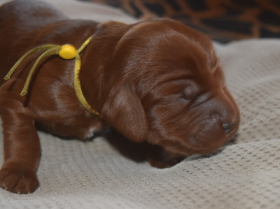 CHIOT 10