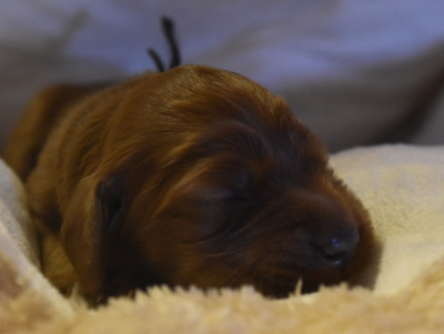 CHIOT 1