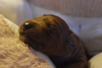CHIOT 2