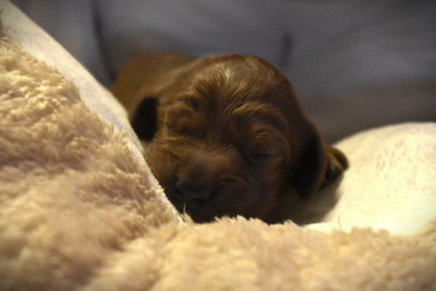 CHIOT 3