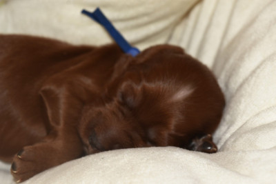 CHIOT 4
