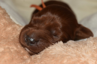 CHIOT 5