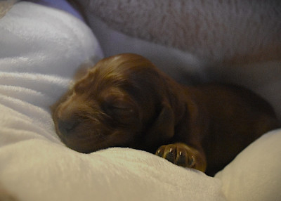 CHIOT 6