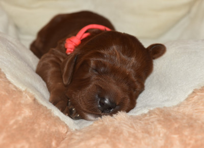 CHIOT 7