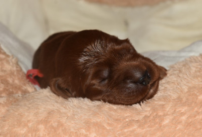 CHIOT 8