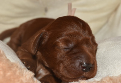 CHIOT 9