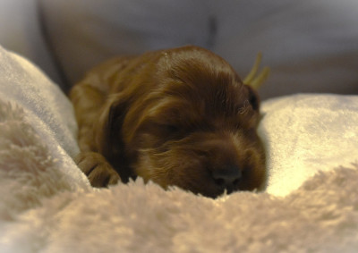 CHIOT 11